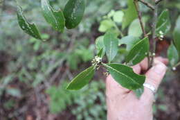 Ilex coriacea (Pursh) Chapman resmi