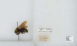 Слика од Bombus variabilis (Cresson 1872)