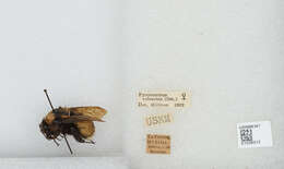 Image of Bombus robustus Smith 1854