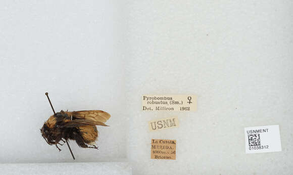 Image of Bombus robustus Smith 1854