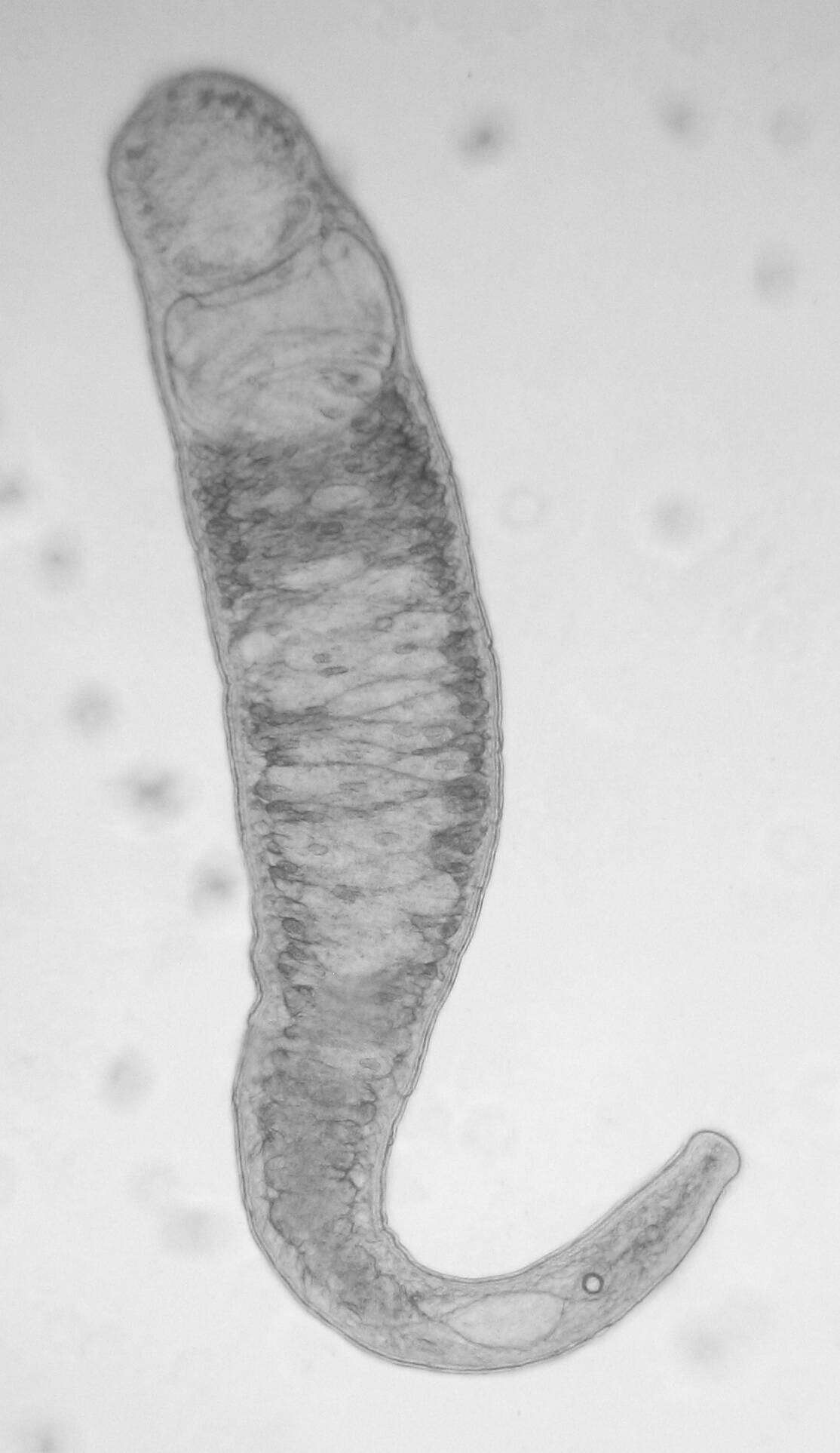 Image of Pseudovannuccia Faubel & Rohde 1998