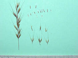 Image de Agrostis subspicata (Willd.) Raspail