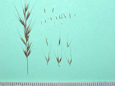 Sivun Agrostis subspicata (Willd.) Raspail kuva