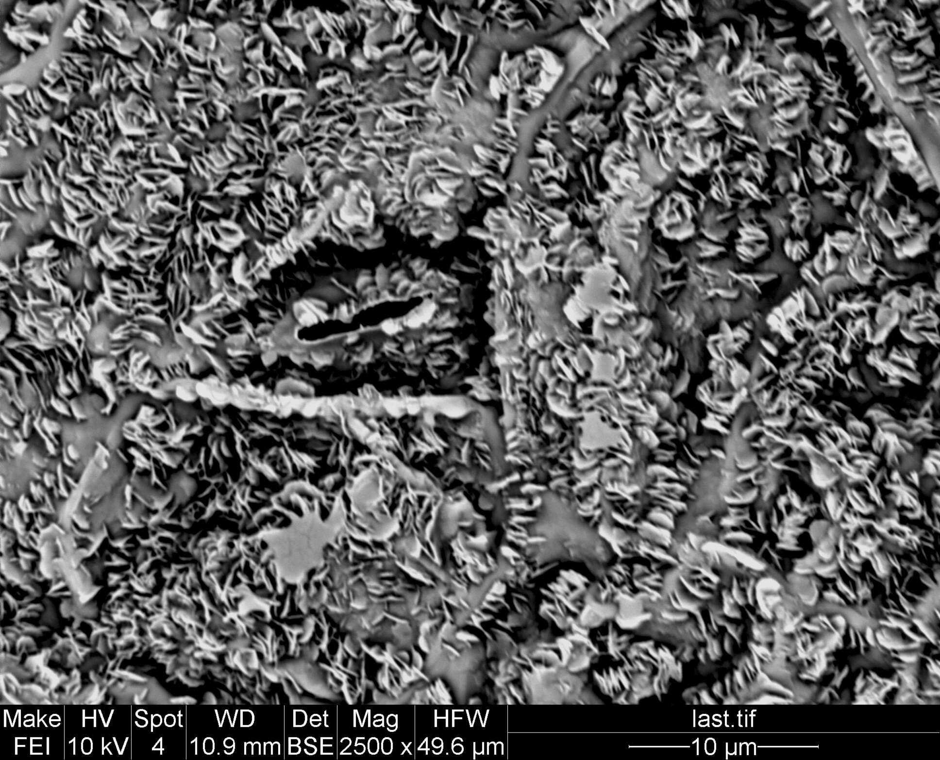 Image de Staphylea holocarpa Hemsl.