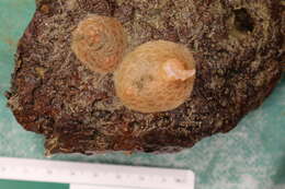 Image of Psolidae