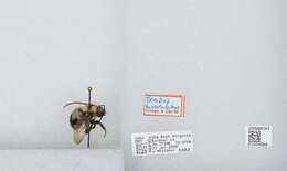 صورة Bombus bimaculatus Cresson 1864