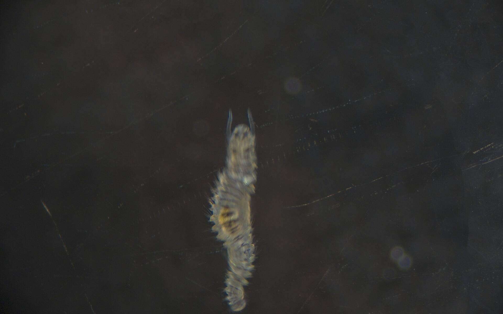 Image of Spionidae