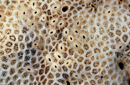 Image of lesser star coral