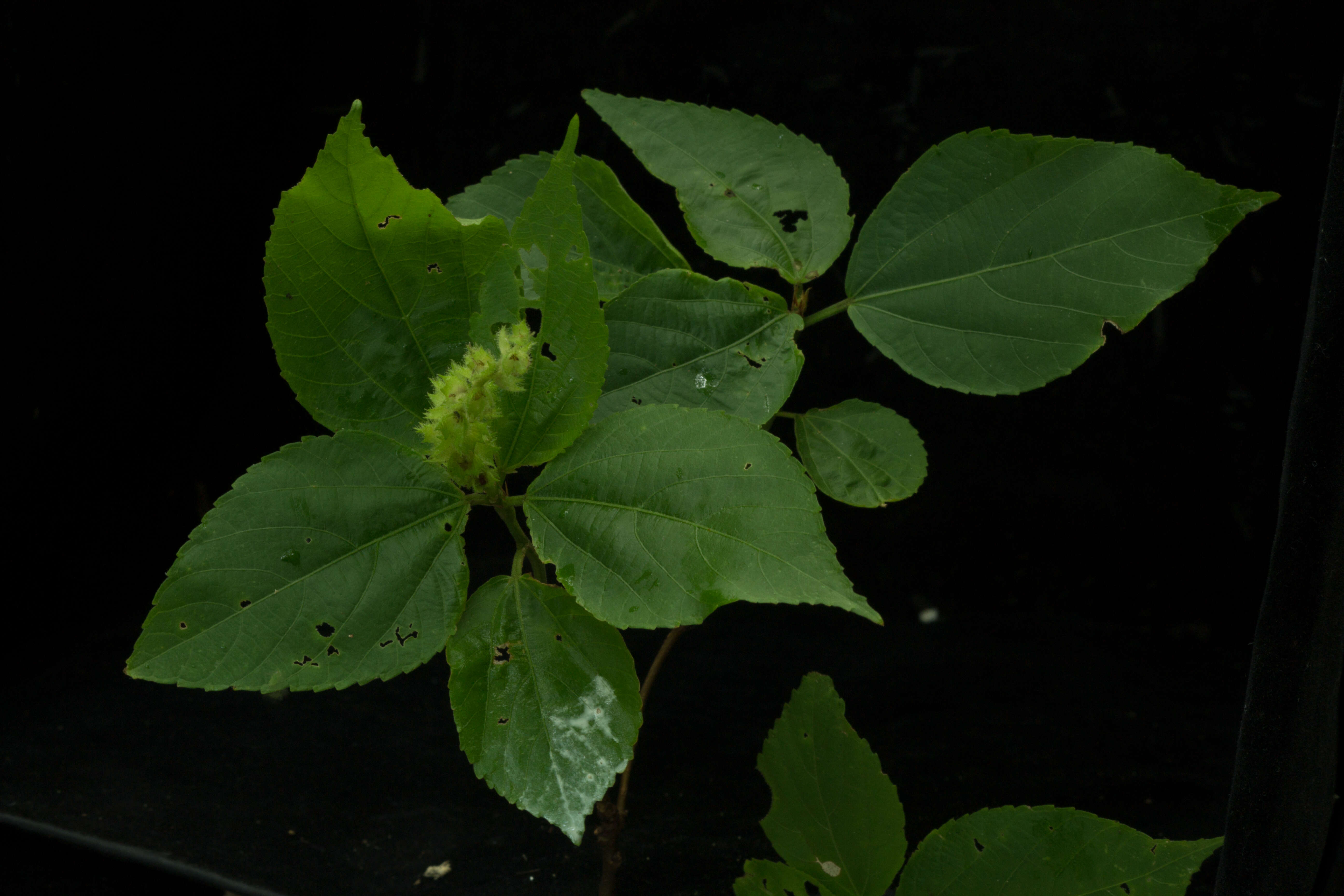 Image of Acalypha schiedeana Schltdl.