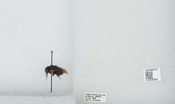 Image of Bombus ephippiatus Say 1837