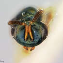 Image of Parasitoid wasp