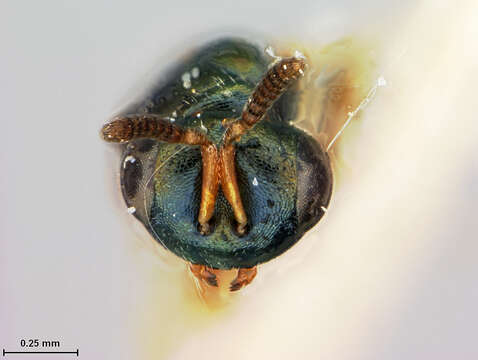 Image of Parasitoid wasp