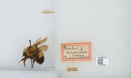 صورة Bombus bimaculatus Cresson 1864