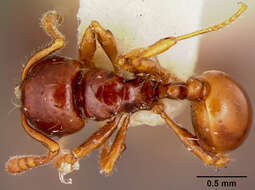 Image of Pristomyrmex mandibularis Mann 1921