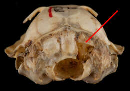 صورة Urocitellus canus (Merriam 1898)