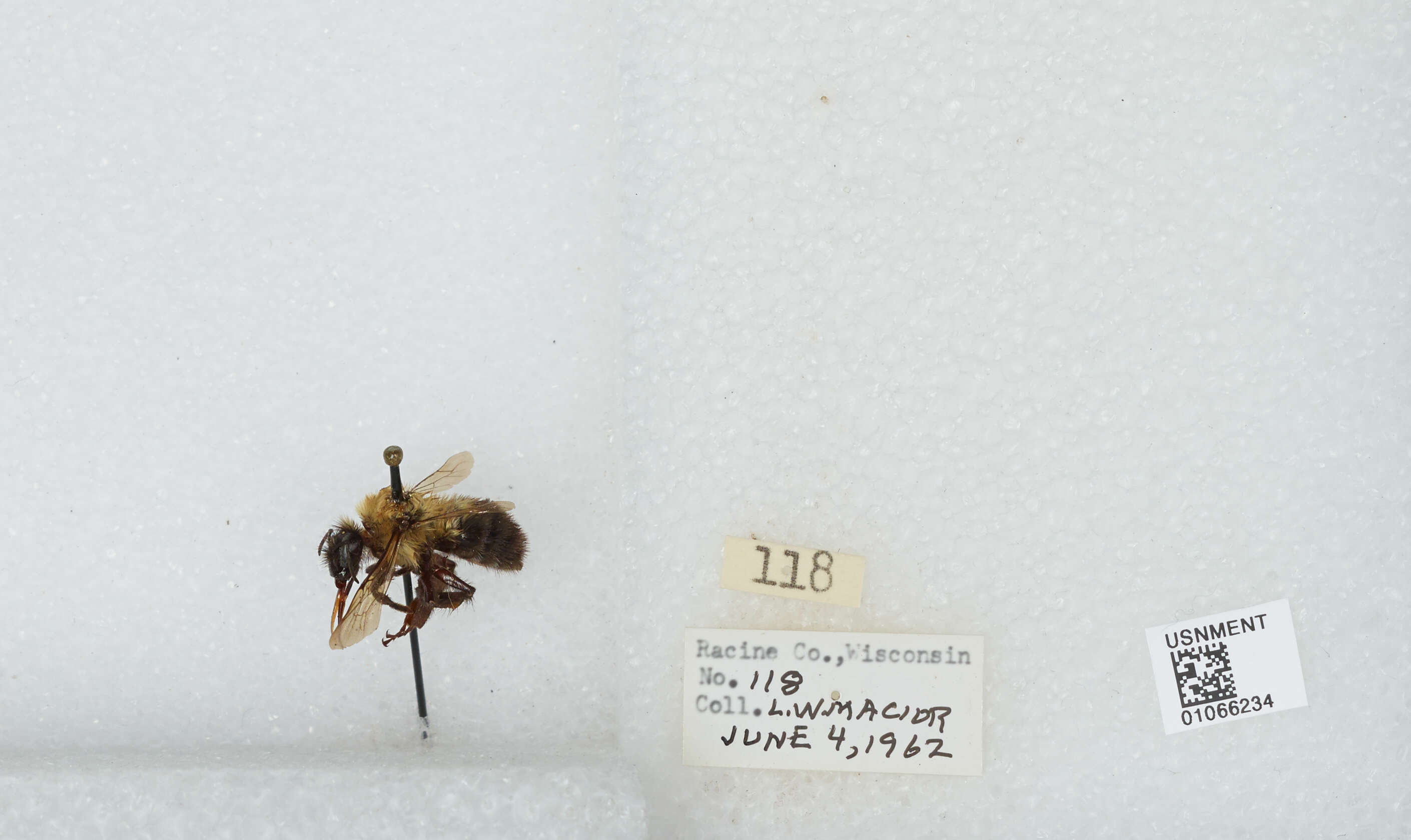 صورة Bombus bimaculatus Cresson 1864