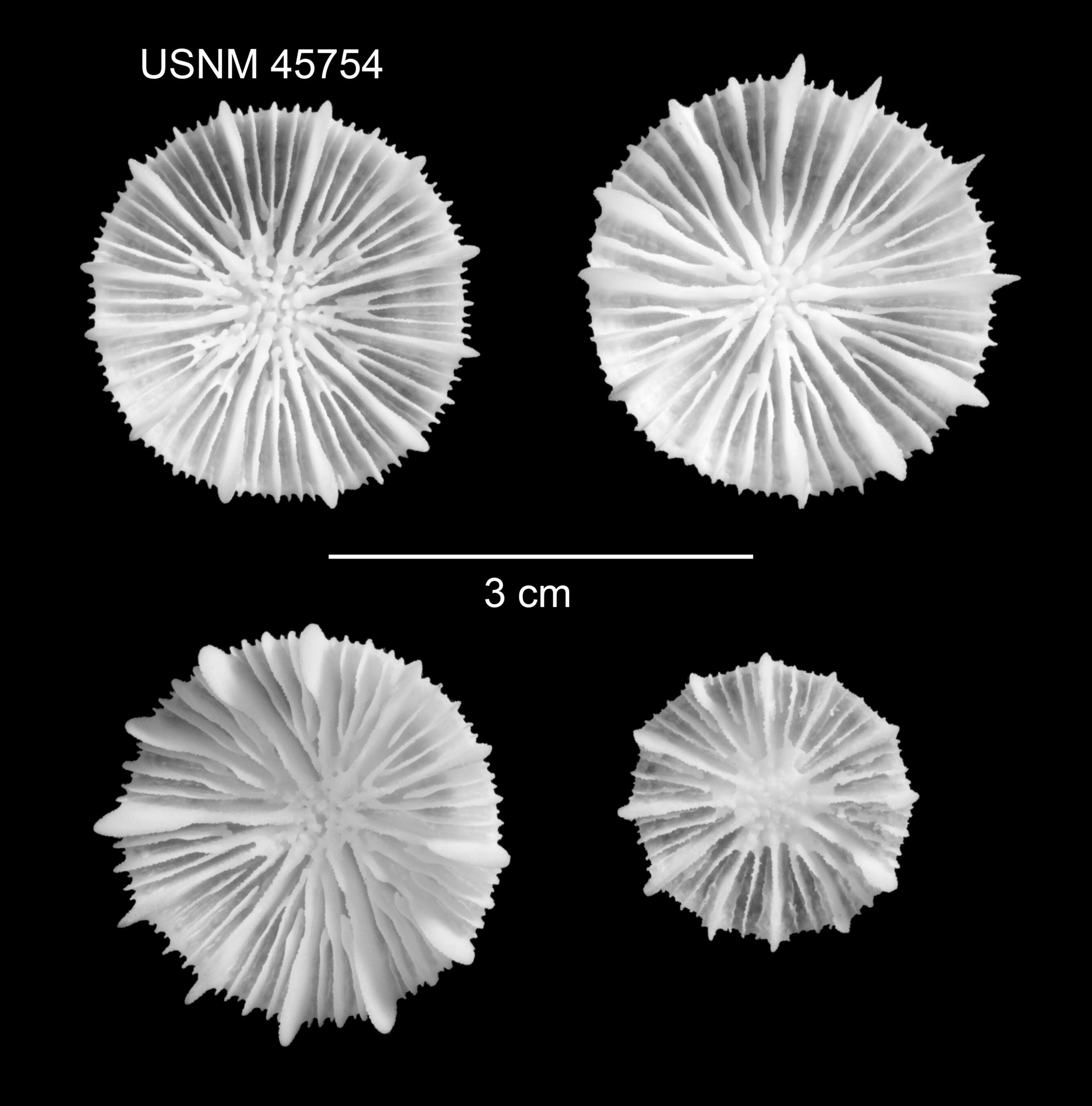 Plancia ëd Stephanocyathus (Stephanocyathus) laevifundus Cairns 1977