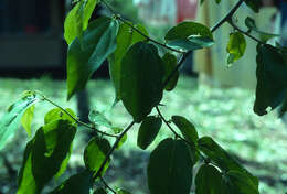 Image of iguana hackberry