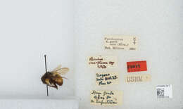 Image of Bombus ephippiatus Say 1837