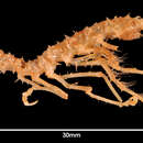 Image of Paradolichiscus opiliones Schultz 1981