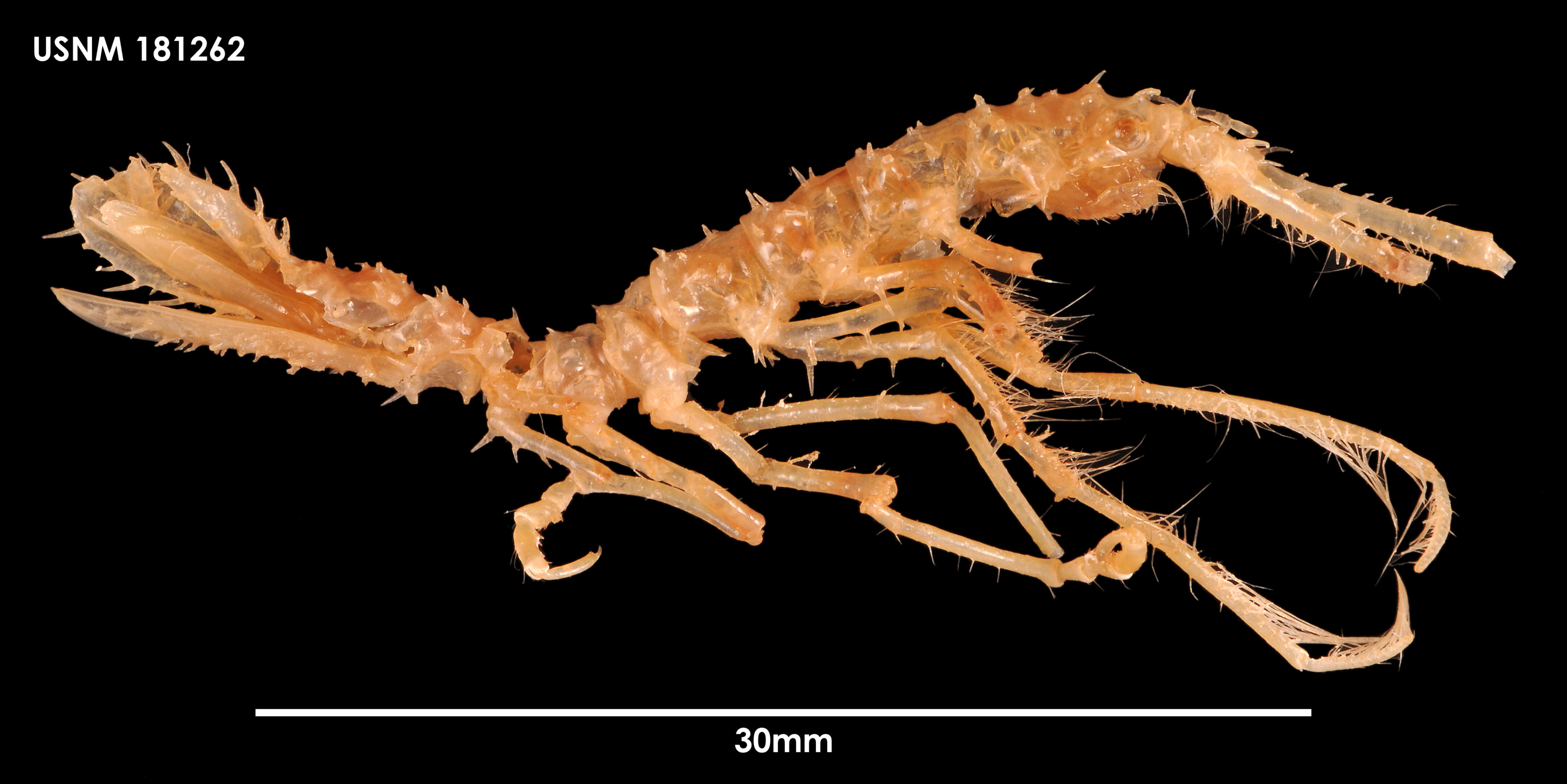 Image of Paradolichiscus opiliones Schultz 1981