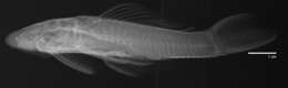 Image de Chaetostoma sovichthys Schultz 1944