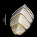 Image de Nuttallochiton hyadesi (Rochebrune 1889)