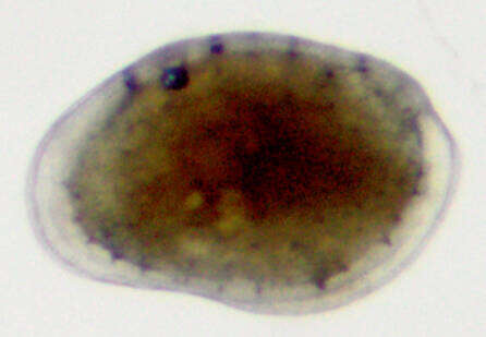 Image of Ostracoda