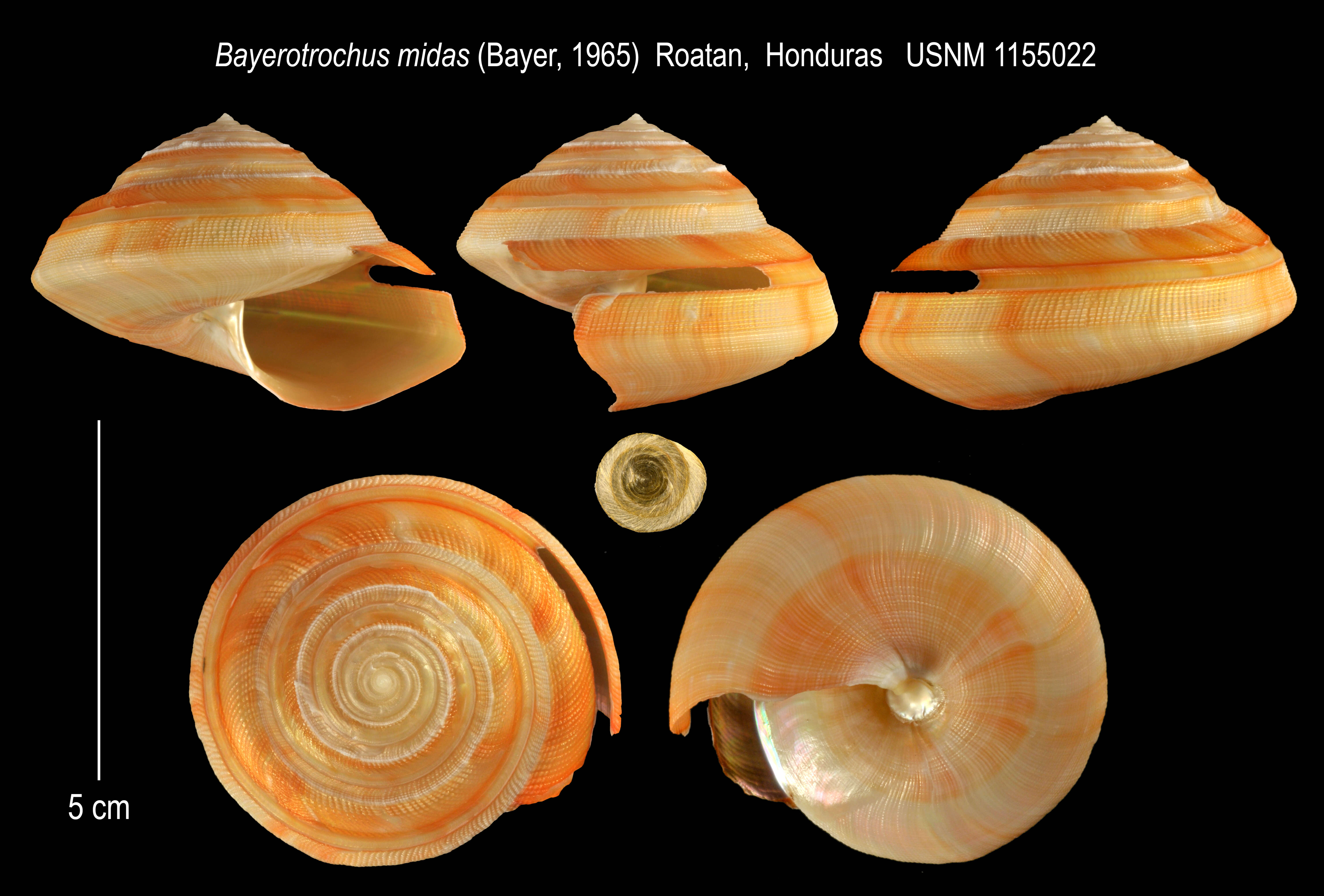 Image of Bayerotrochus midas (Bayer 1965)