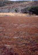 Marsilea villosa Kaulf. resmi