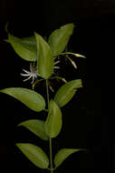 Image of Jasminum laurifolium Roxb. ex Hornem.
