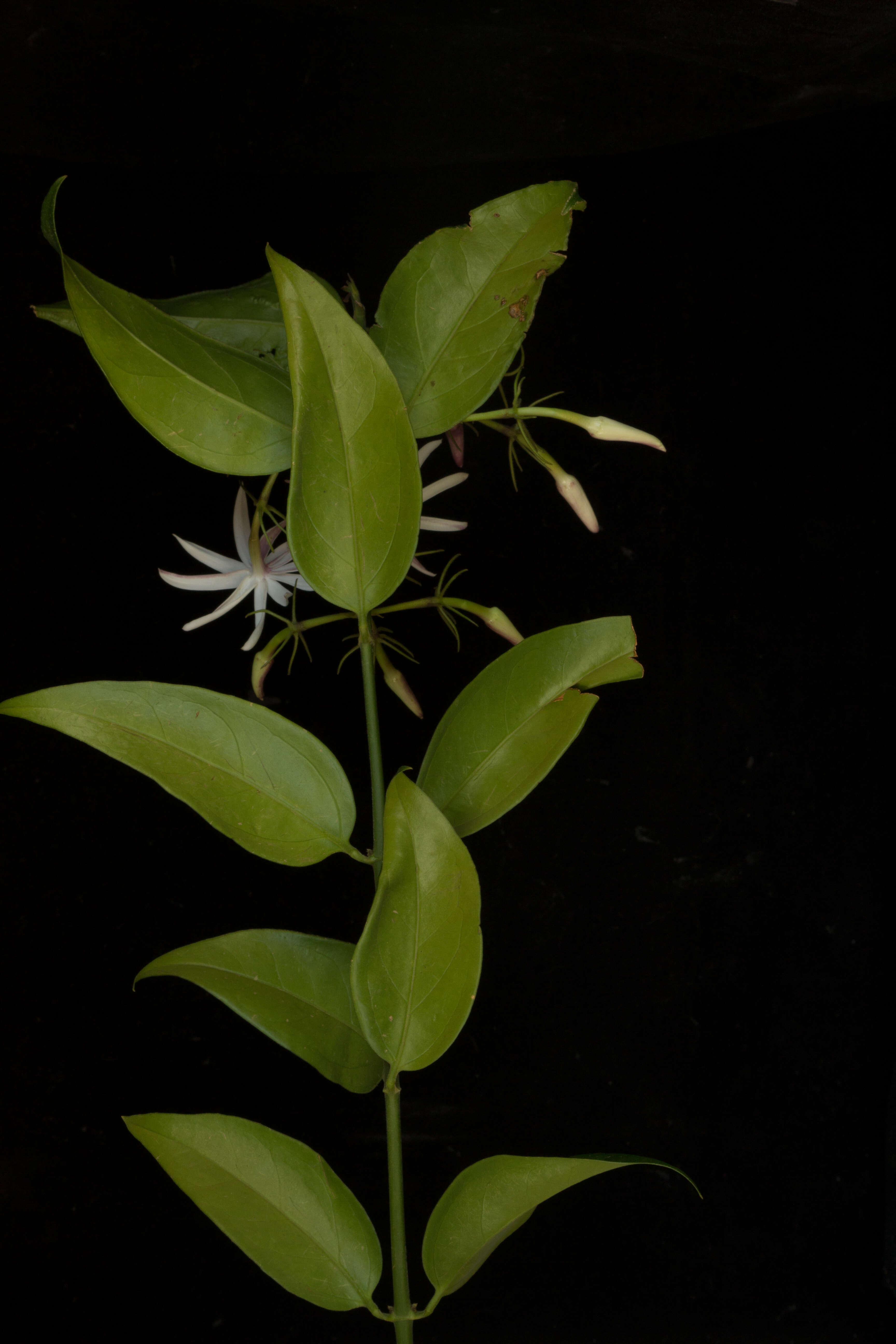 Image of Jasminum laurifolium Roxb. ex Hornem.