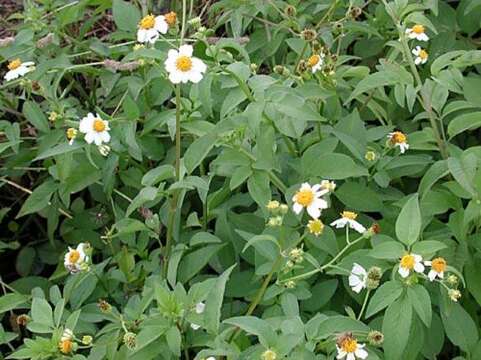 Image de Bidens alba var. radiata (Sch. Bip.) Ballard