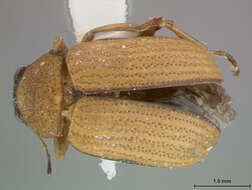 Image of Colaspis viridiceps Schaeffer 1934