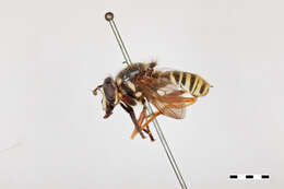 Image of Sphecomyia pattonii Williston 1882