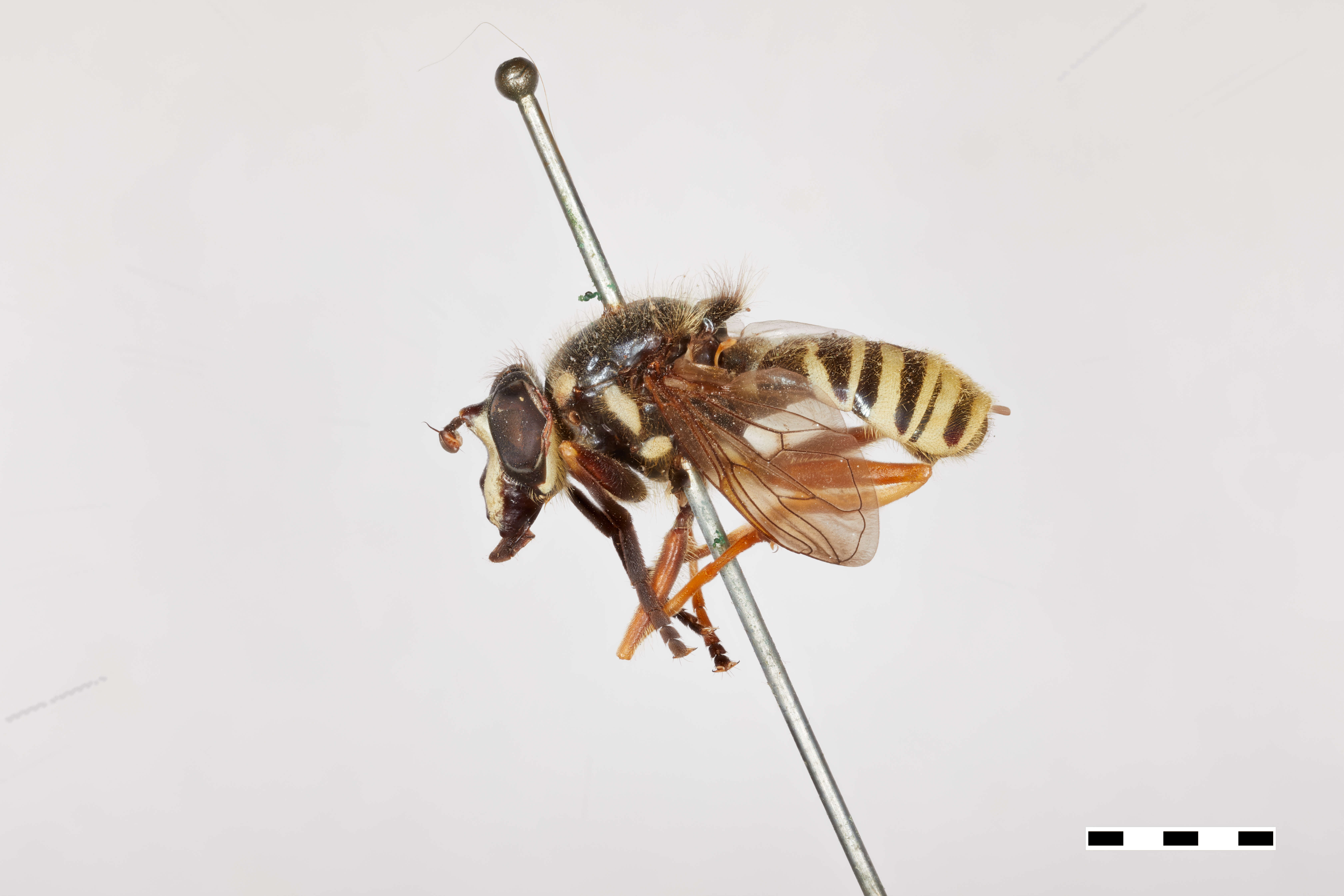 Image of Sphecomyia pattonii Williston 1882