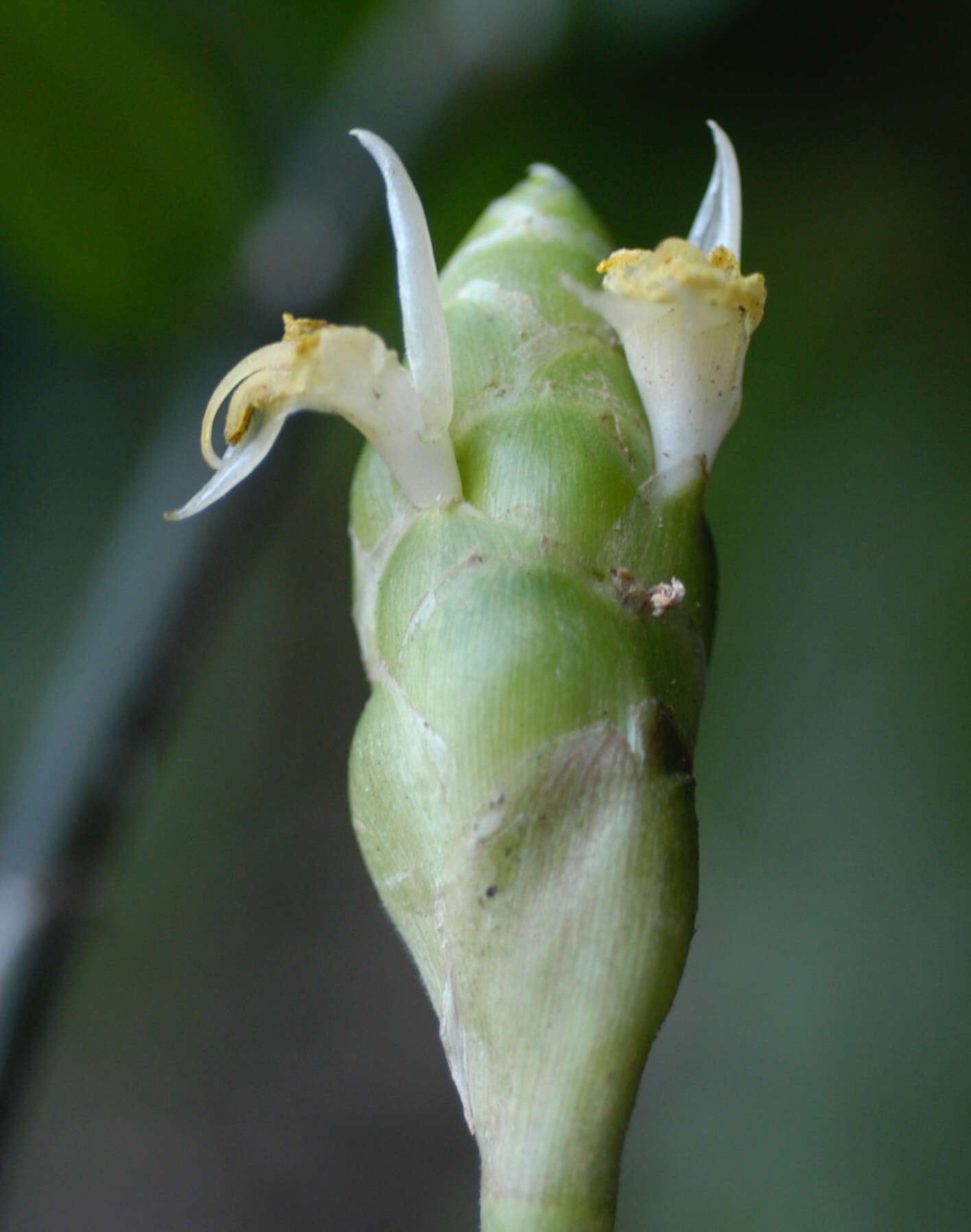 Image of Shampoo Ginger