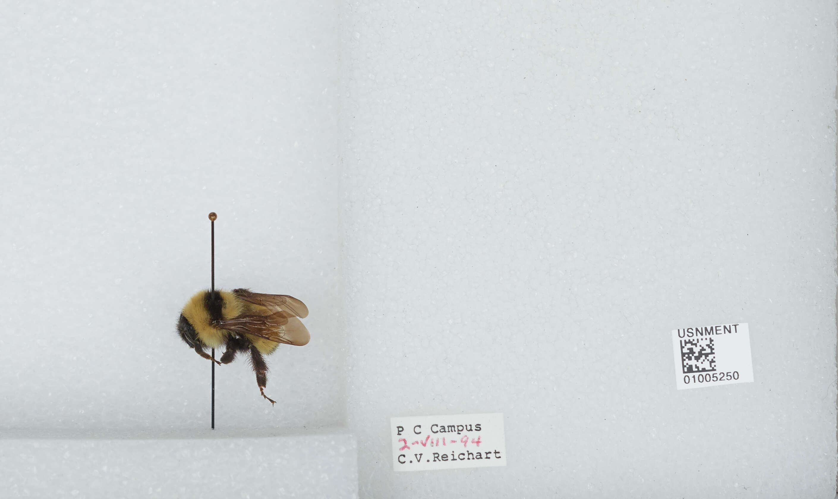 صورة Bombus bimaculatus Cresson 1864