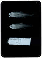 Image of Creagrutus paralacus Harold & Vari 1994