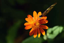 Image de Smallanthus oaxacanus (Sch. Bip. ex Klatt) H. Rob.