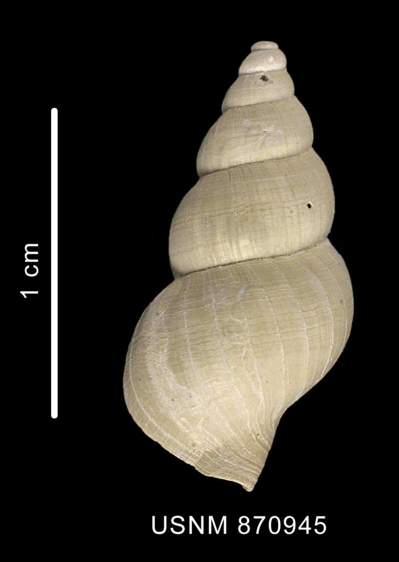 Image of Probuccinum tenerum (E. A. Smith 1907)