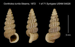 Image of Cerithidea turrita Stearns 1872