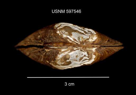 Alasmidonta varicosa (Lamarck 1819) resmi