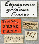 Image of Eupogonius griseus Fisher 1926