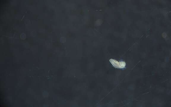 Image of Glyceridae