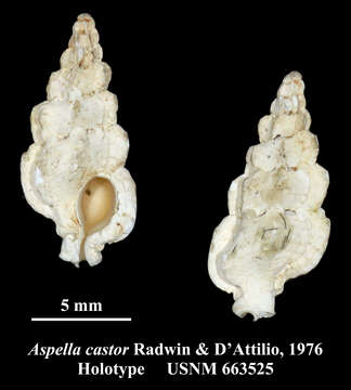 Image of Aspella castor Radwin & D' Attilio 1976