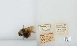 Imagem de Bombus appositus Cresson 1879