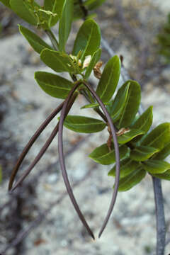 Image de Pentalinon luteum (L.) B. F. Hansen & R. P. Wunderlin