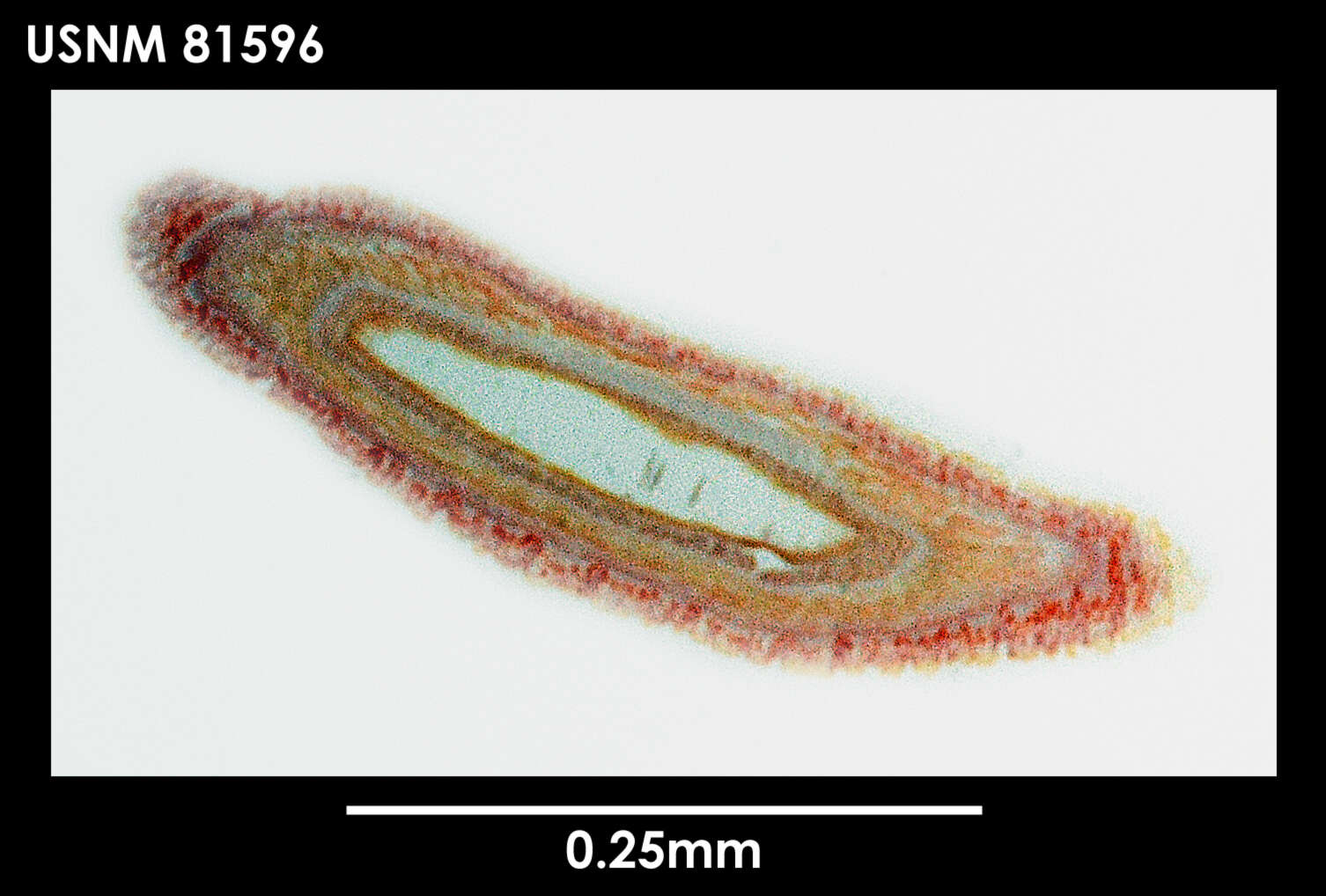 Image of Parborlasia landrumae Gibson 1985