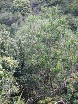 Image of Juniper-Berry